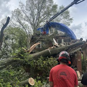 Andrew’s All Around Tree & shrub