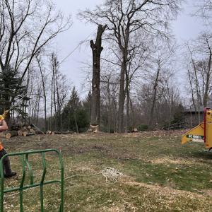 Precision Land & Tree