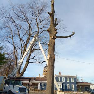 Dakota's Tree Service