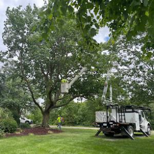 J's Tree Trimming & Removal