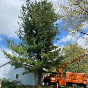 B&H Tree Care
