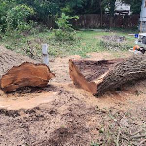 Shawnz's tree service