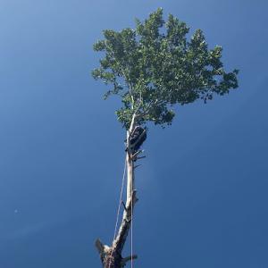 Kelley Tree Service of OKC