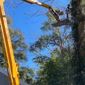 On Budget Tree Service
