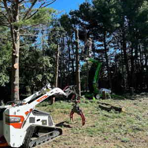 On A limb Tree Service