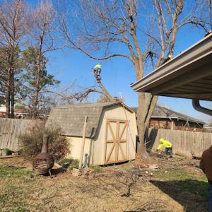 Tailored Lawns & Tree Services