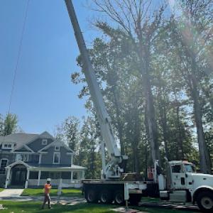 Alfaro's Tree Expert