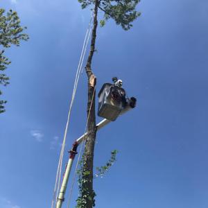 Glass Tree Service