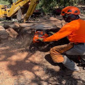 Catalpa Tree Specialist