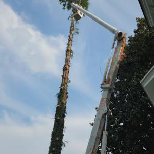 Thomas Tree Services