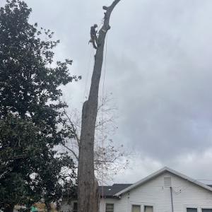 Owensboro Tree Service