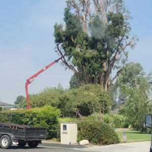 Corona's Tree Service