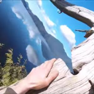 Hank's Tree Services