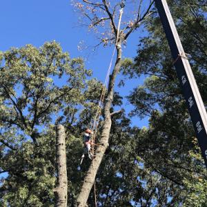 New Look Tree Services