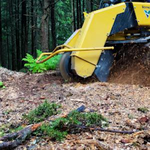 Sharp Tooth Stump Grinding