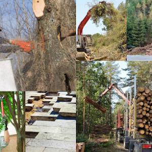 D & S Professional Tree Service