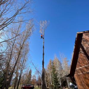 Anson Tree Care