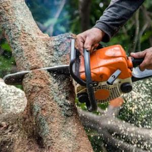 Alpha Tree & Property Service