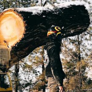 Integrated Tree Professionals