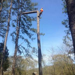 Arbor Rite Tree Surgeon