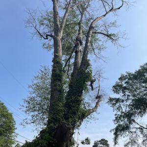 Martínez Tree Service Llc,