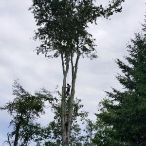 Summit Tree Care & Removal
