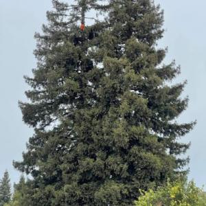 Beavers Tree-Yard Service