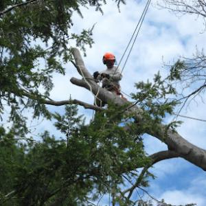 McCarthy Tree Service