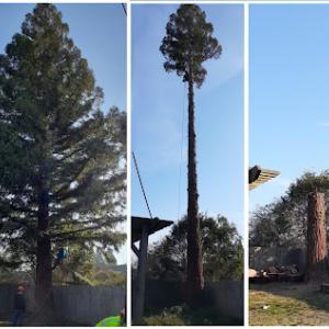 Bruno Ferazza Tree Service