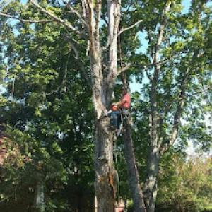 Broadleaf Tree care