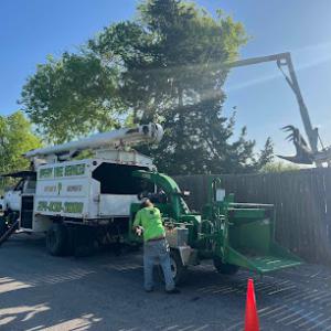 Speedy Tree Services