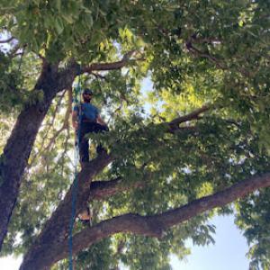 Canyon Falls Tree Works