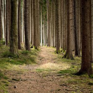 T&N Tree Naturalists