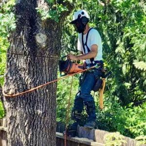 Walker Tree Service