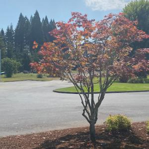 Mallory Ornamental Tree & Yard