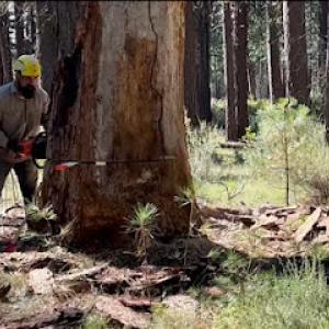 Venable Tree Service & Preservation