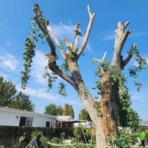 Contreras Tree Landscaping