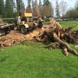 Krieger's Stump Removal