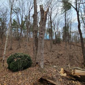 New Leaf Tree Experts