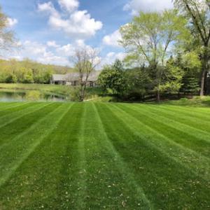 Timber Tech Lawn N Limb