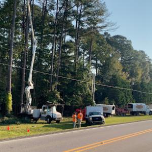 Wc Timber & Tree Services