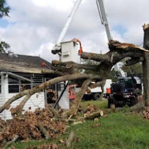 Shelton's Tree Service