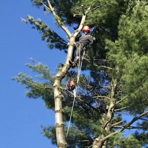 Timberrrrr Tree Service & Stump Grinding
