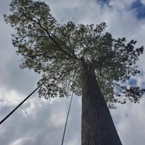 Above & Beyond Tree & Stump Removal