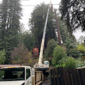 Christianson Tree Experts