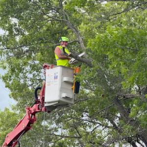 New Horizons Tree Experts