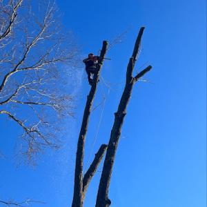 Top Notch Tree Surgeon