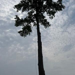 Jr & Dubon Tree Service