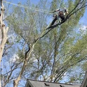 The Climbing Grunt Tree Service