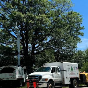 Next Level Tree Service